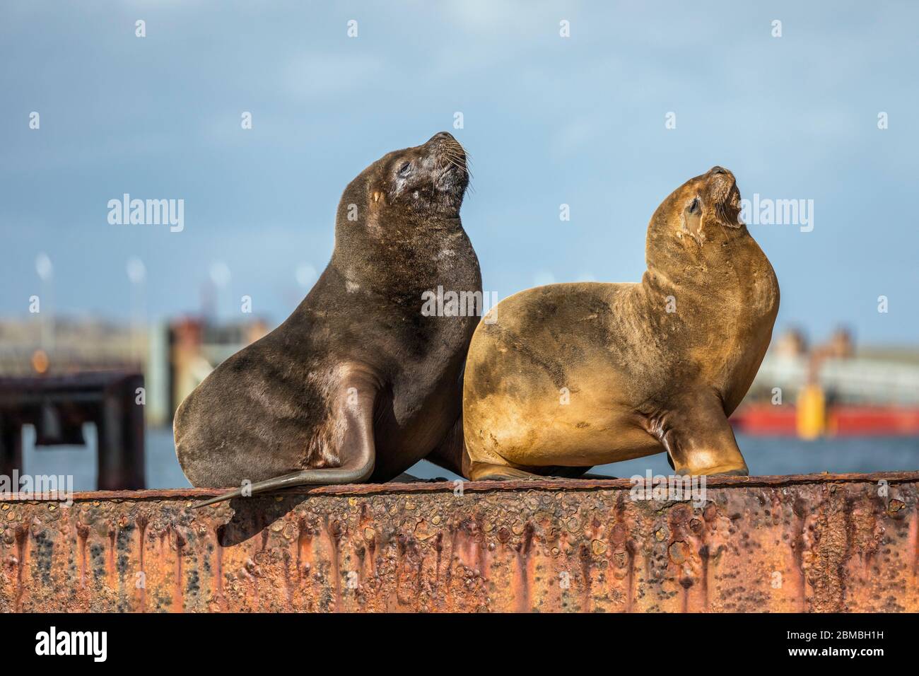 Südliche Seelöwe; Otaria flavescens; zwei auf rostigen Trägers; Falklands Stockfoto