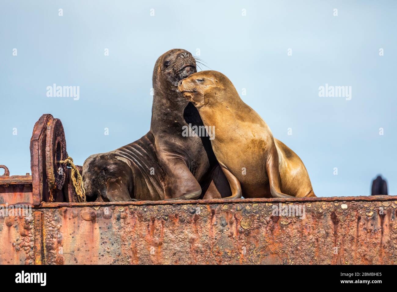 Südliche Seelöwe; Otaria flavescens; Paar auf rostigen Träggen; Falklandschaften Stockfoto