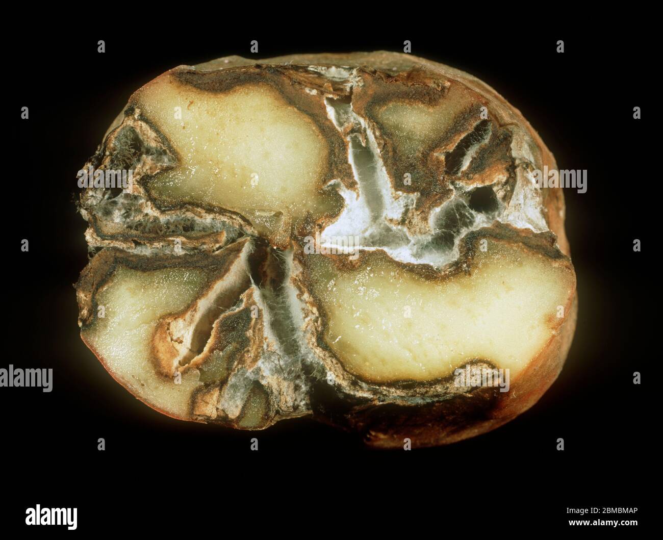 Gangrän (Phoma exigua var. foveata) Pilzschäden am Fleisch einer Kartoffelknolle, die im Schnitt gezeigt werden Stockfoto