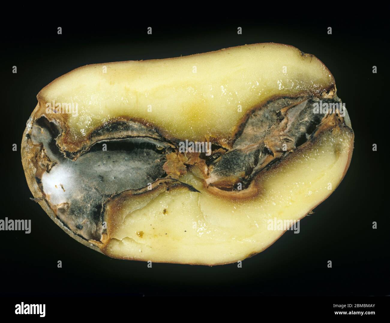Gangrän (Phoma exigua var. foveata) Pilzschäden am Fleisch einer Kartoffelknolle, die im Schnitt gezeigt werden Stockfoto