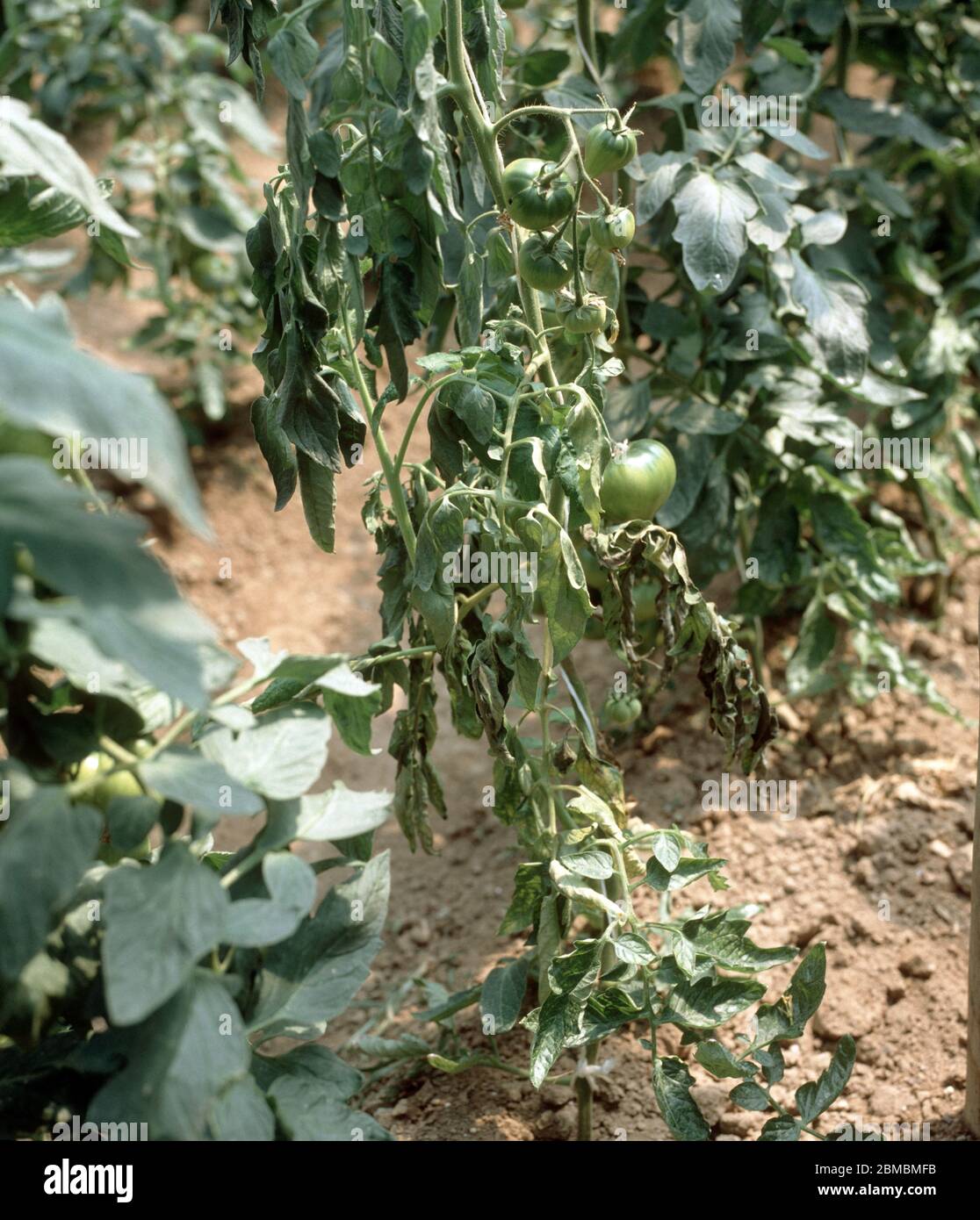 Verticillium Welke (Verticillium albo-atrum) eine infizierte Tomatenpflanze, die im Boden wächst und in einem Polythenhaus welkt, griechenland Stockfoto