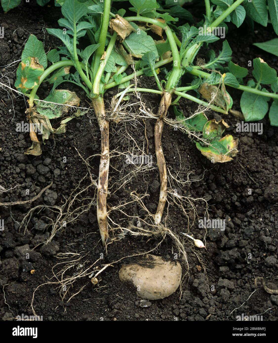 Stängel-Kanker (Rhizoctonia solani) Läsionen an der unteren Stammbasis und Wurzeln an einer reifenden Pflanze in einer Kartoffelernte Stockfoto