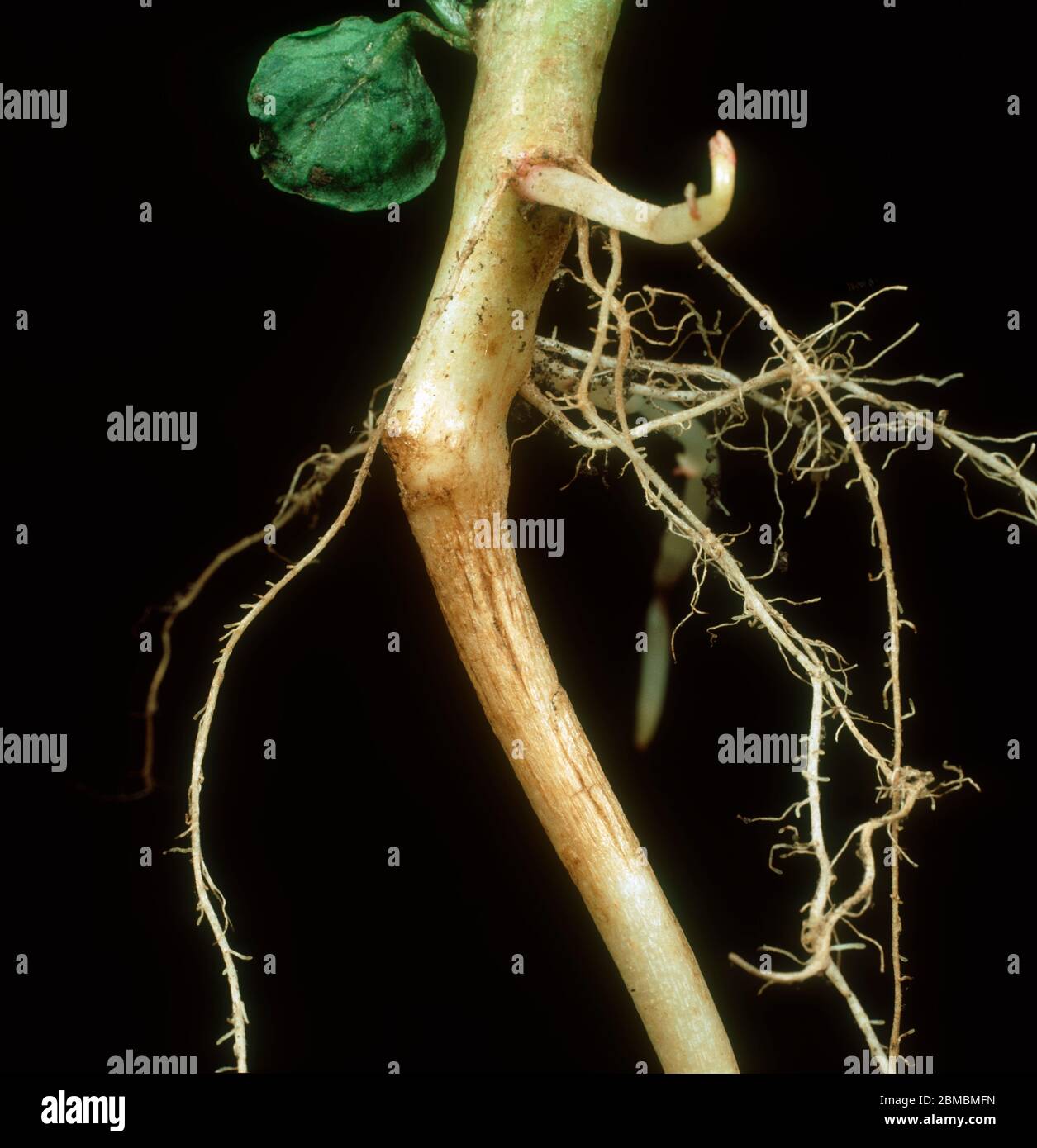 Hautfleck (Polyscytalum pustulans) Läsionen an der Stammbasis und Wurzeln einer reifenden Kartoffelpflanze Stockfoto