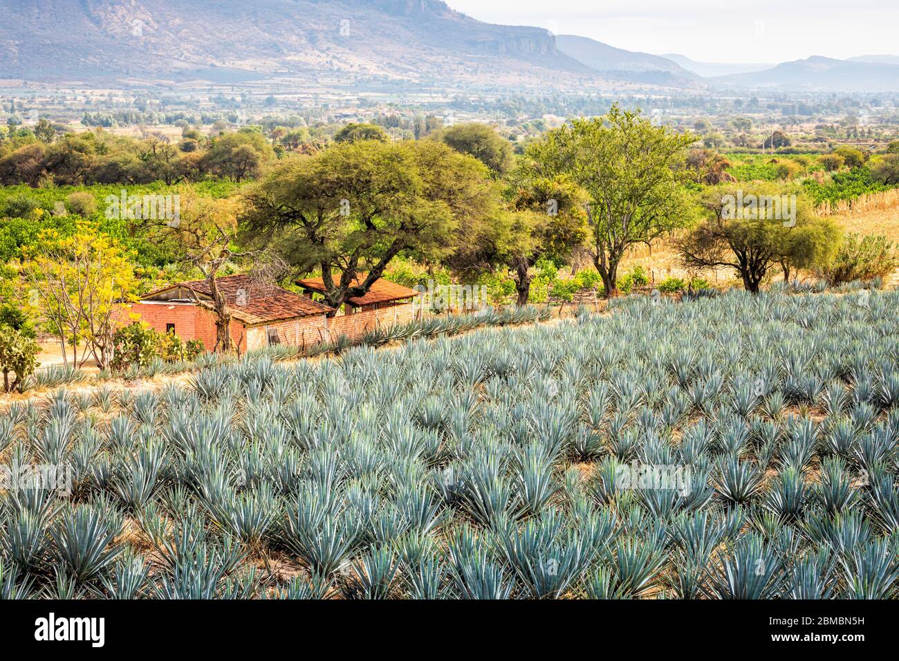 Haus und blaues Agavenfeld in der Tequila produzierenden Region in der Nähe von Atotonilco, Jalisco, Mexiko. Stockfoto