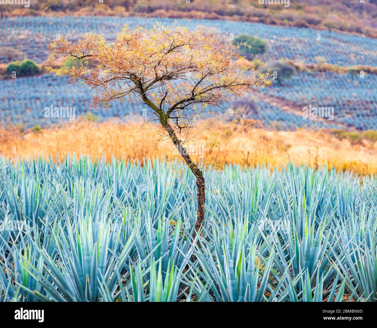 Baum in blauem Agavenfeld in der Tequila produzierenden Region in der Nähe von Atotonilco, Jalisco, Mexiko. Stockfoto