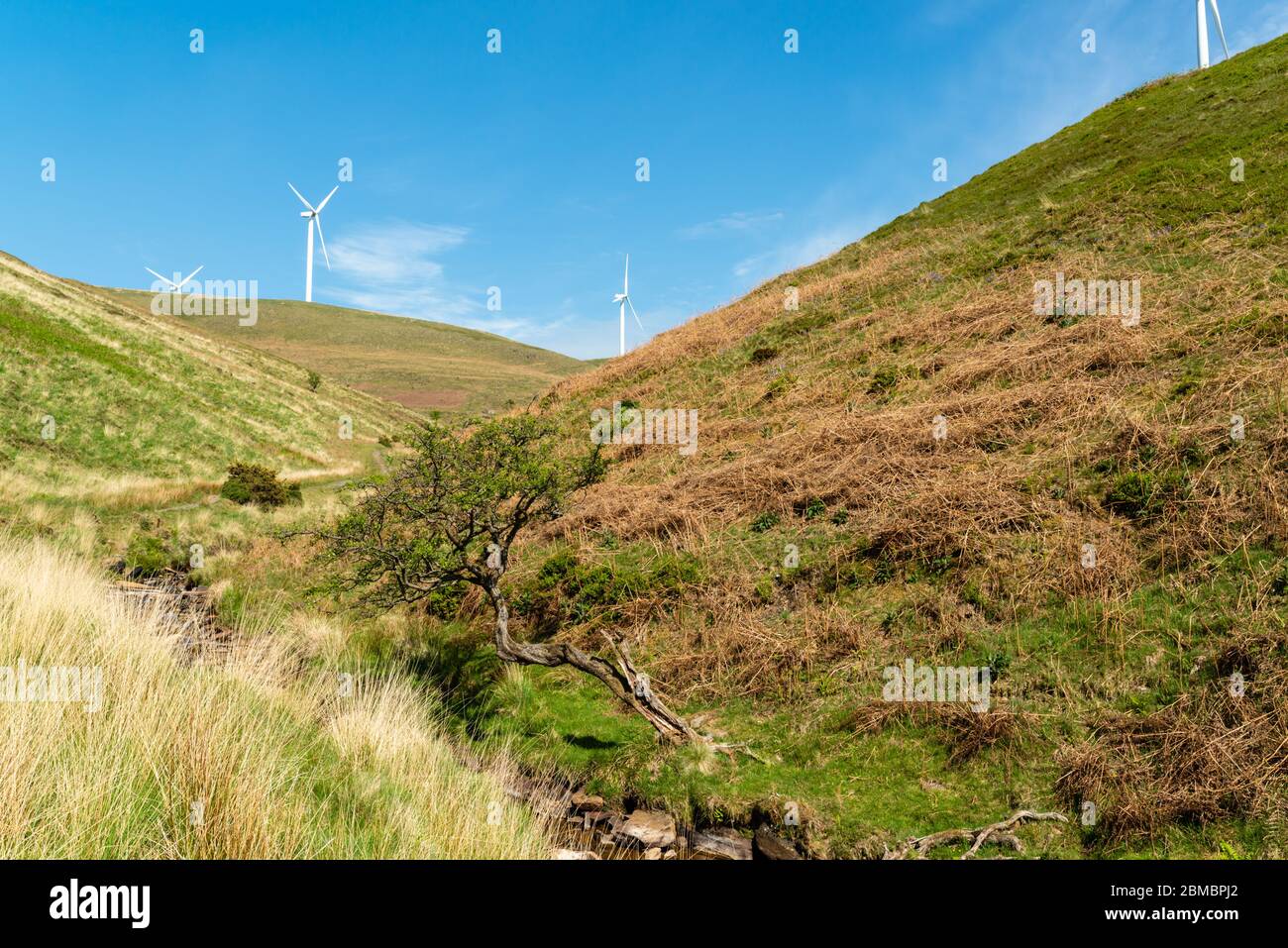 Einiger Baum an einem Talbach mit Windturbinen auf den Hügeln darüber Stockfoto