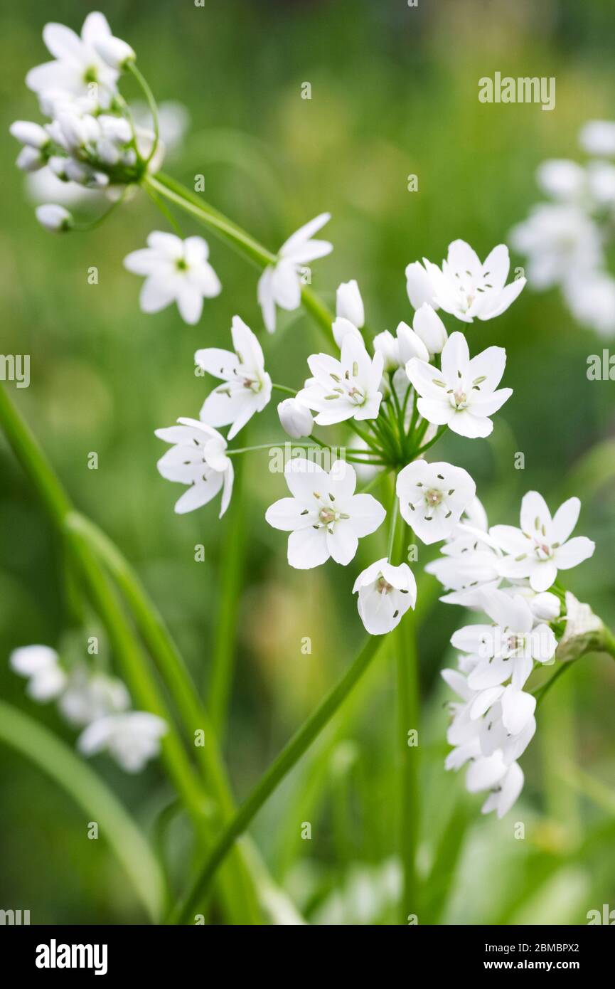Dolde von weißen blumen Fotos und Bildmaterial in hoher Auflösung Alamy