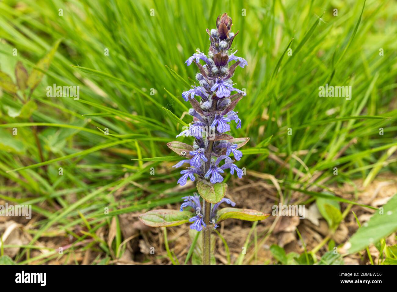 Nahaufnahme der blauen, in einem Wald in Großbritannien blühenden Bugle Ajuga reptans Stockfoto