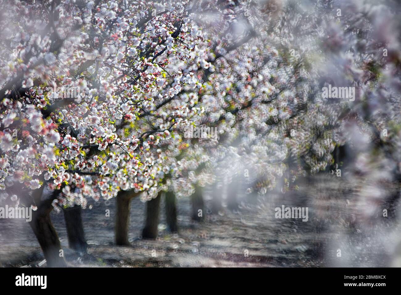 Die Blüte der Obstbäume im Südosten Spaniens - Pflaumenbäume und verschiedene Sorten von Pfirsichen färben das Feld Stockfoto