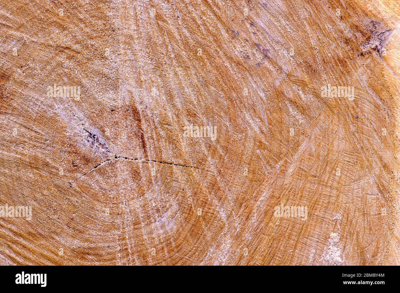 Altersringe auf der Schnittfläche eines Baumstammes Stockfoto