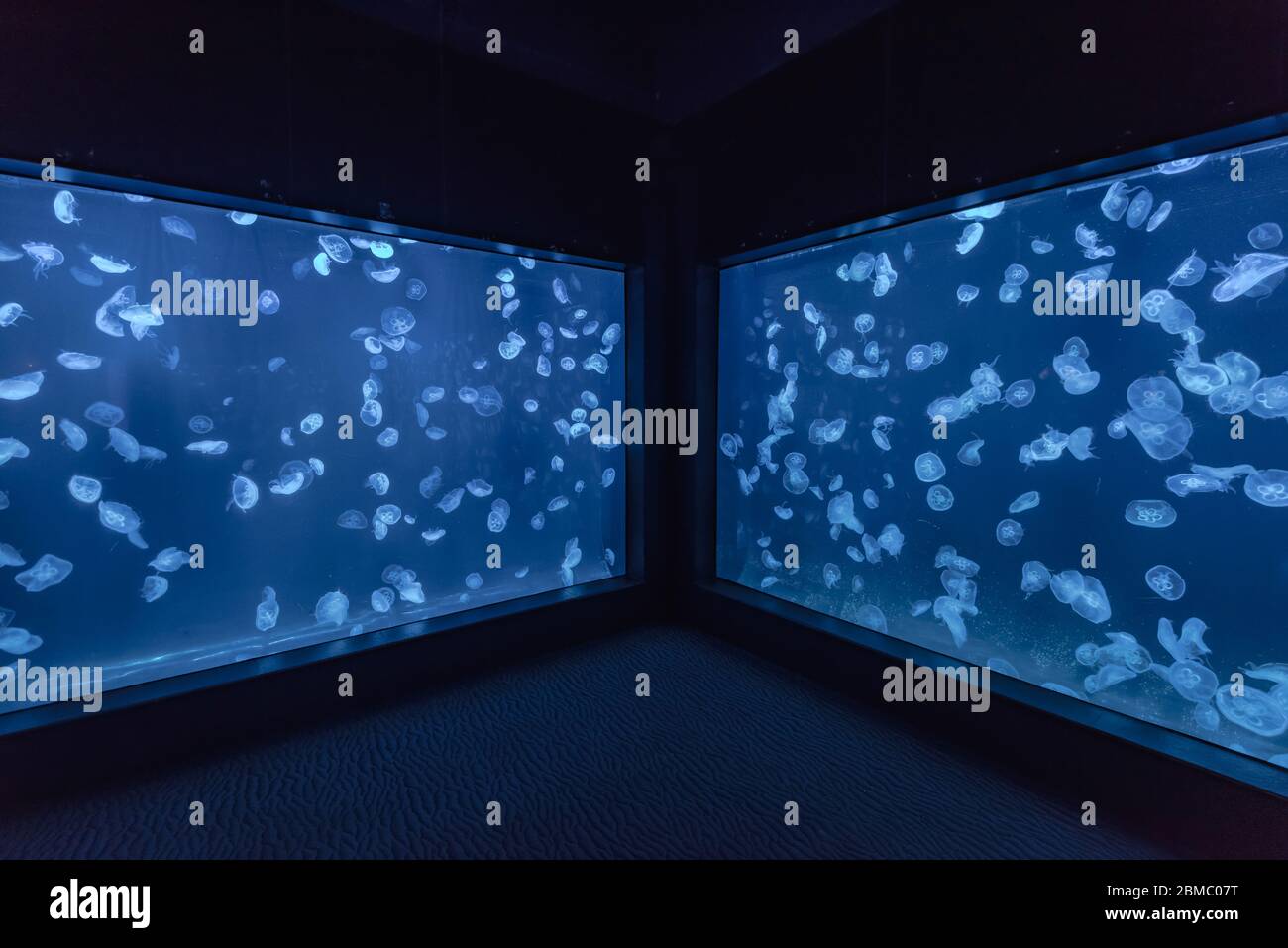 Quallen im aquarium Stockfoto