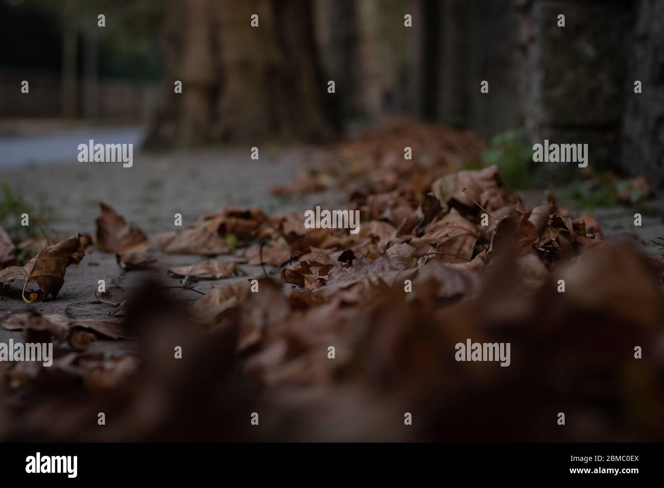 Laub auf dem Bürgersteig Stockfoto