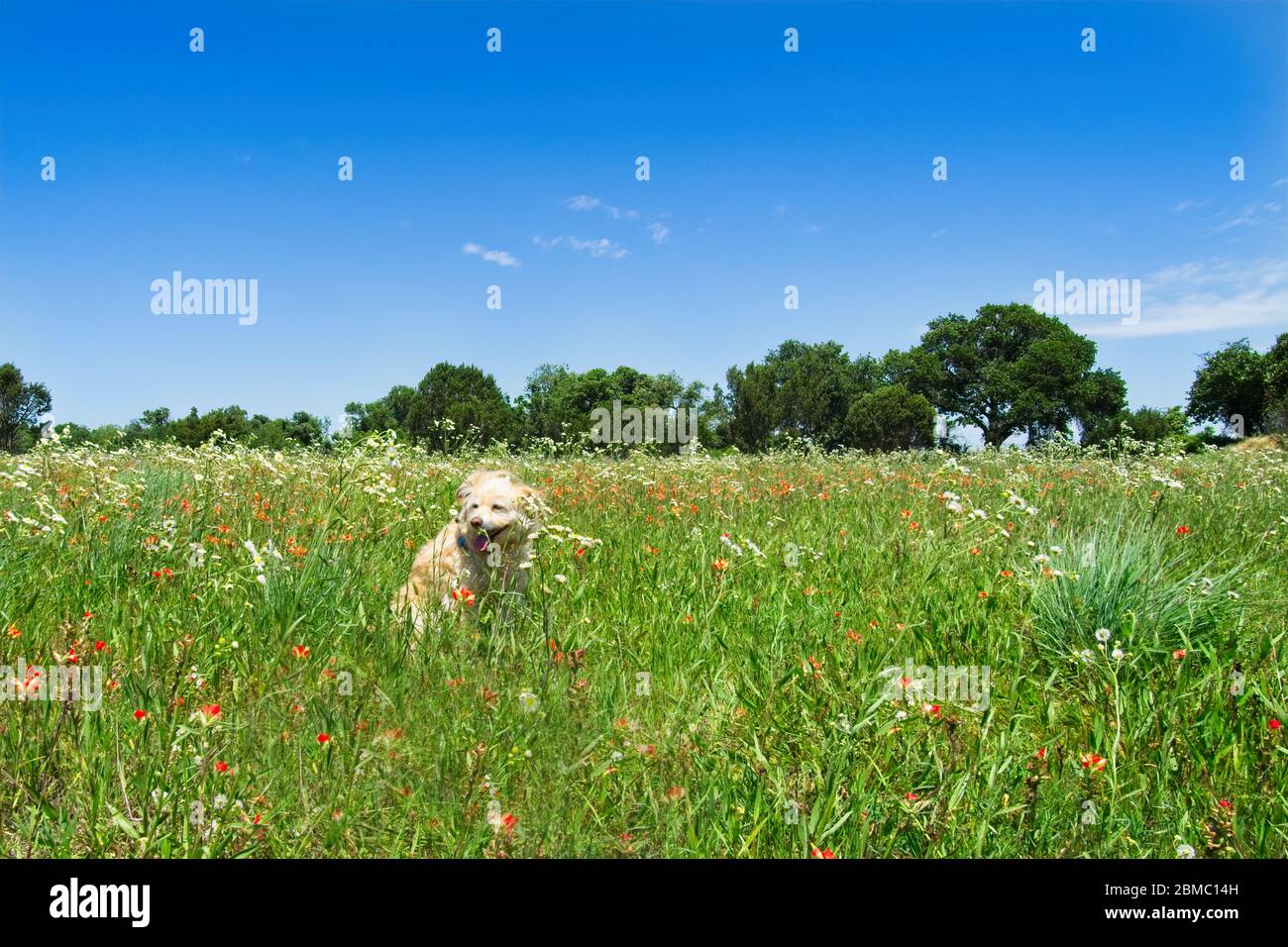 Kleiner Hund sitzt in einem Feld von Wildblumen Stockfoto