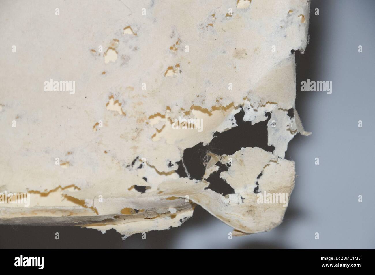 Papier mit Silberfisch verschluckt. Spuren von zertrümmert Silberfisch auf Vinyl-Umschlägen. Lepisma Stockfoto