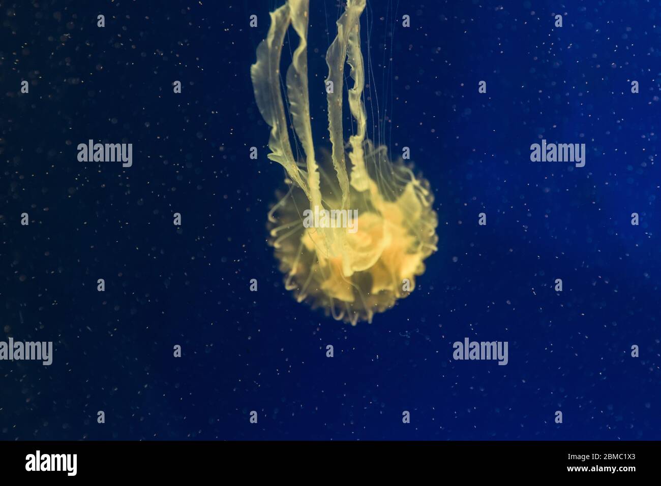 Quallen im aquarium Stockfoto