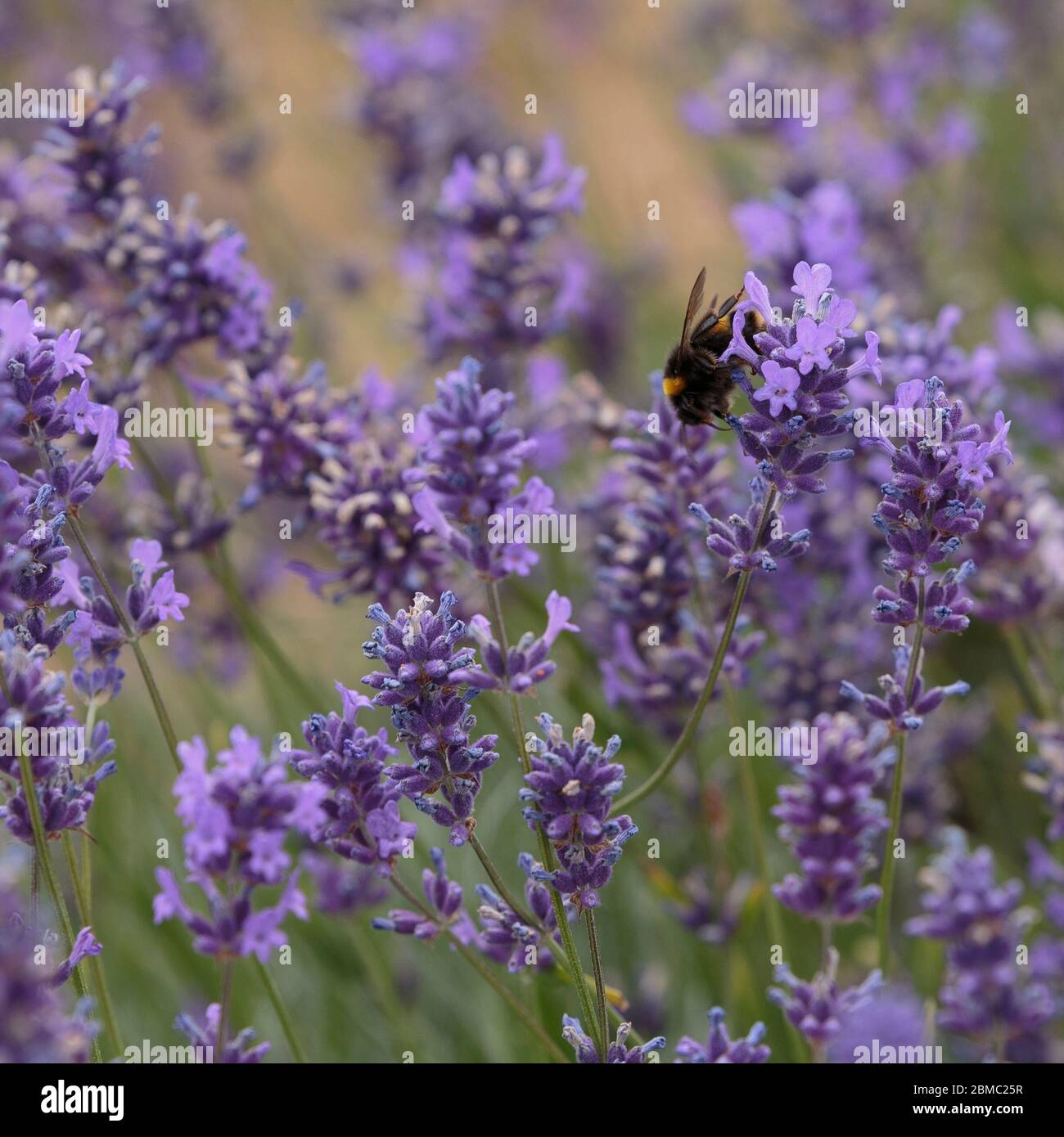 Eine Buff-tailed Bumblebee, aka große Erde Bumblebee, (Bombus terrestris) polenating Lavendel in Mayfield Lavender Farm, Banstead, England Stockfoto