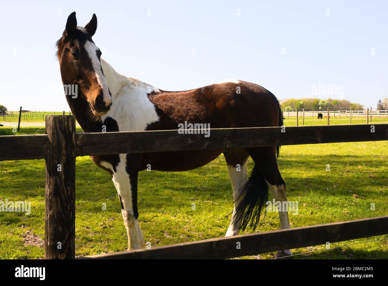 Malen Sie Pferd oder Tobiano Pferd stehen in einem Feld an einem sonnigen Tag Stockfoto