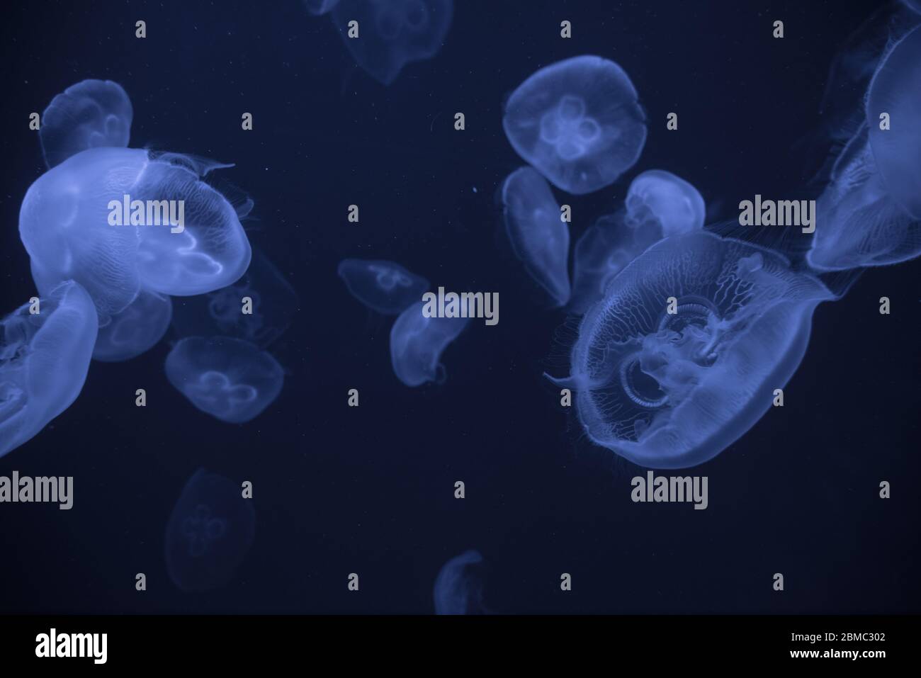 Quallen im aquarium Stockfoto