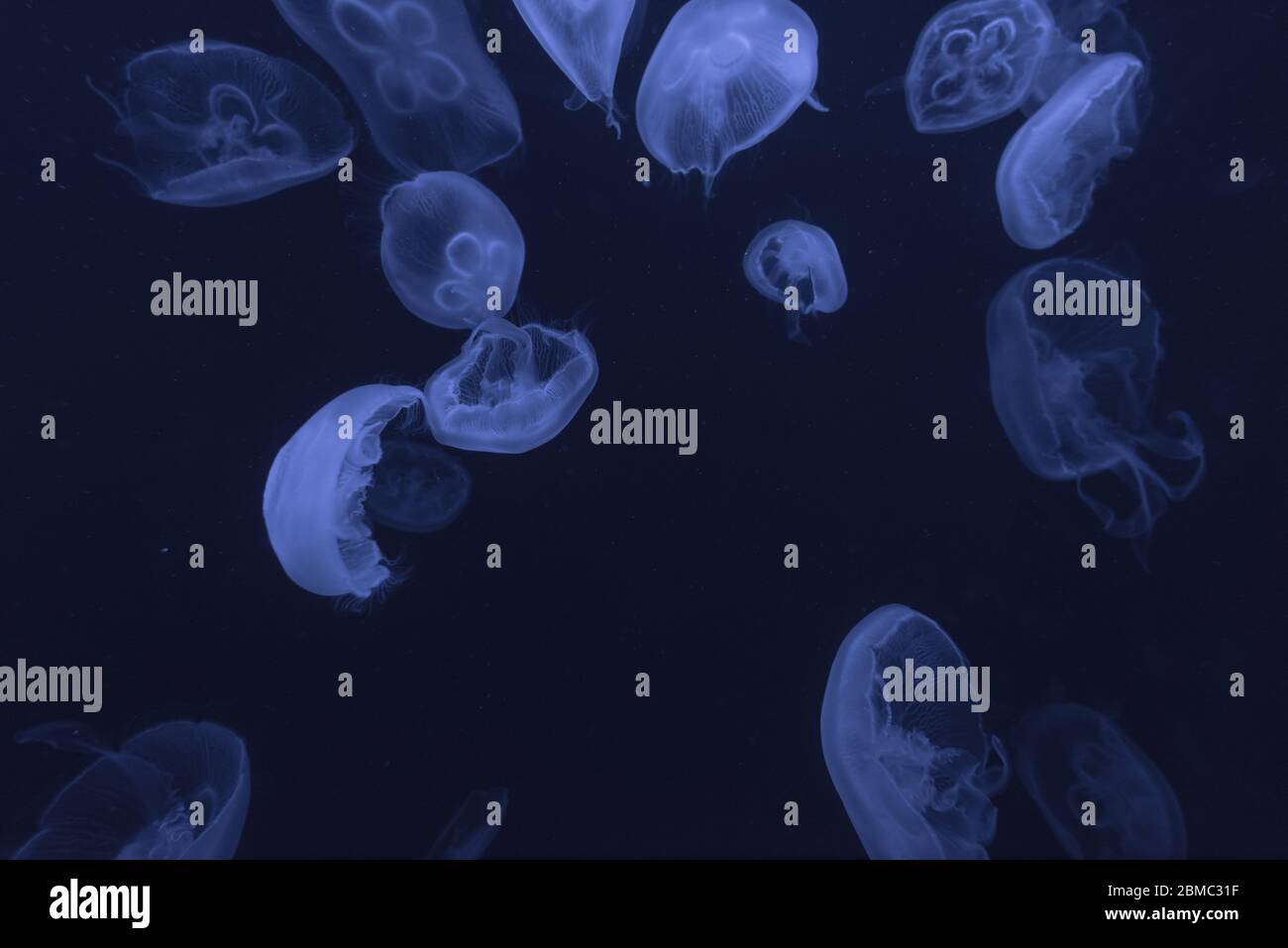 Quallen im aquarium Stockfoto