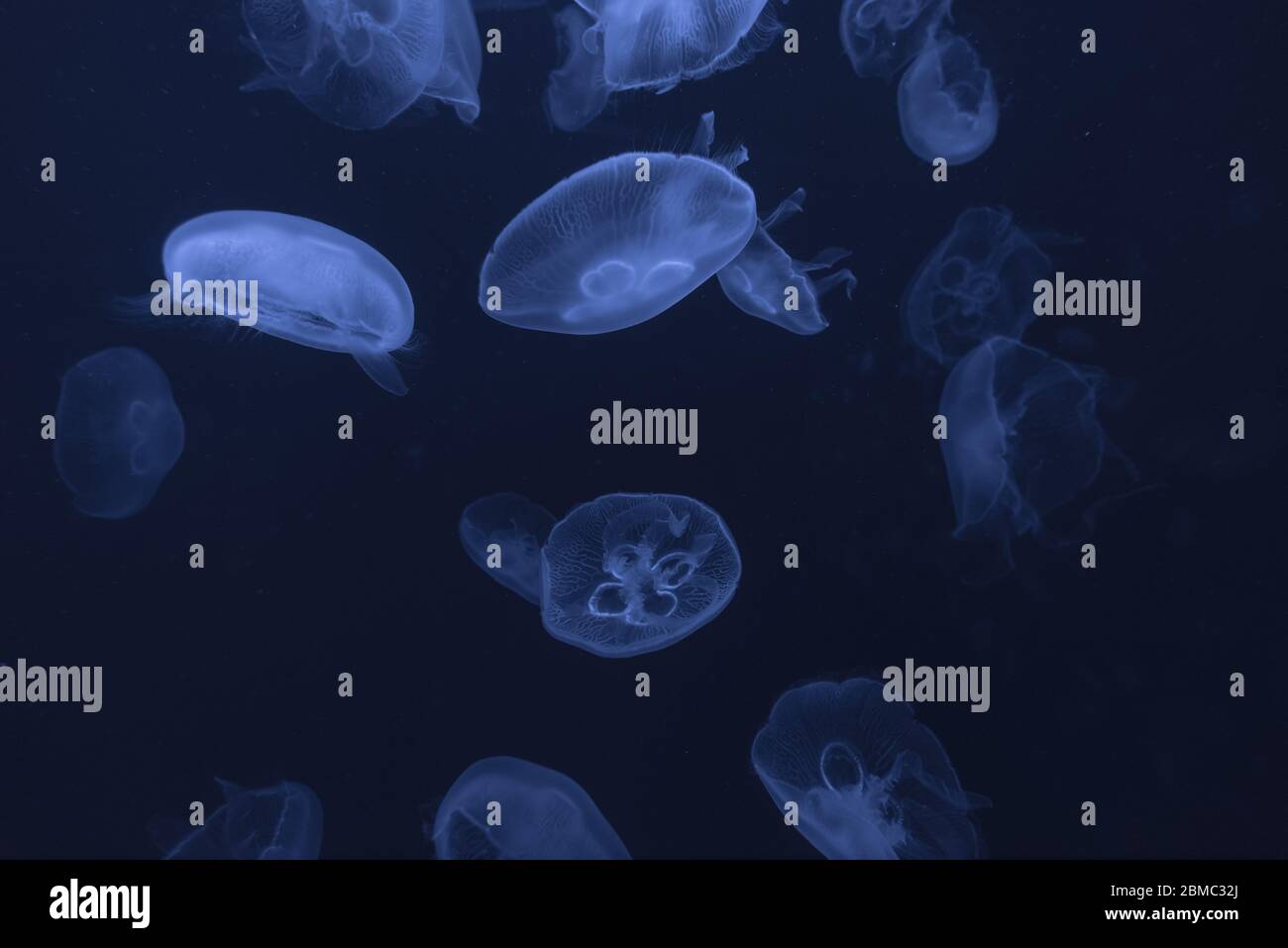 Quallen im aquarium Stockfoto