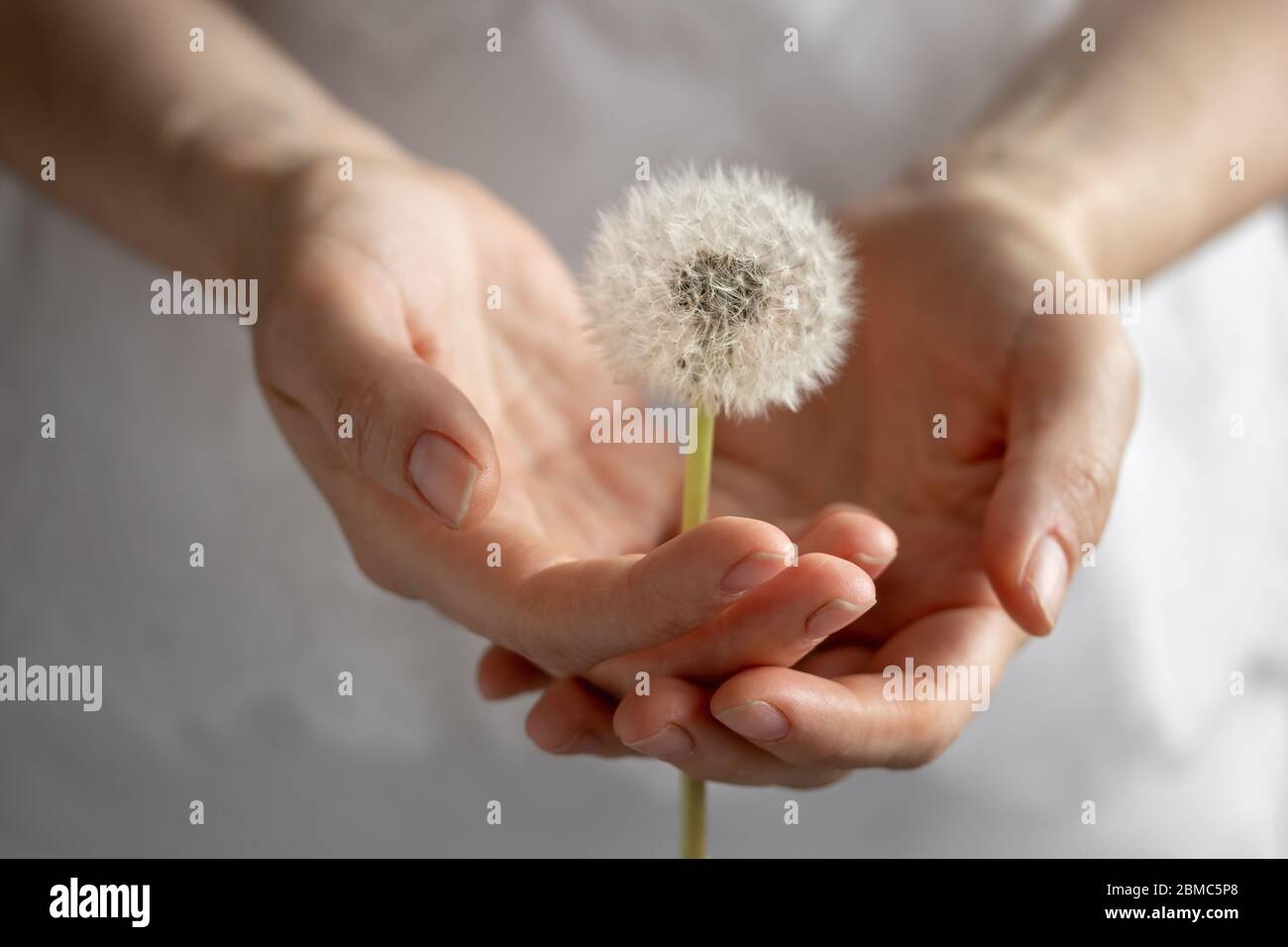 Weibliche Hände halten eine Löwenzahn-Uhr Stockfoto