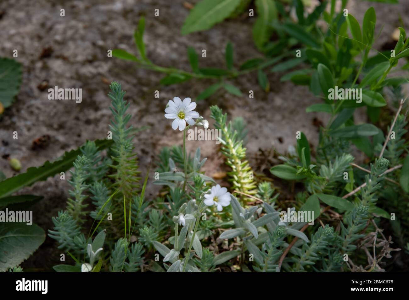Winzige weiße Blüten zwischen defokussiert grünen Blättern und Sukkulenten auf Blumenbeet der Alpenrutsche im Garten. Pflanzliche Textur von Gartenpflanzen und Blumen Stockfoto