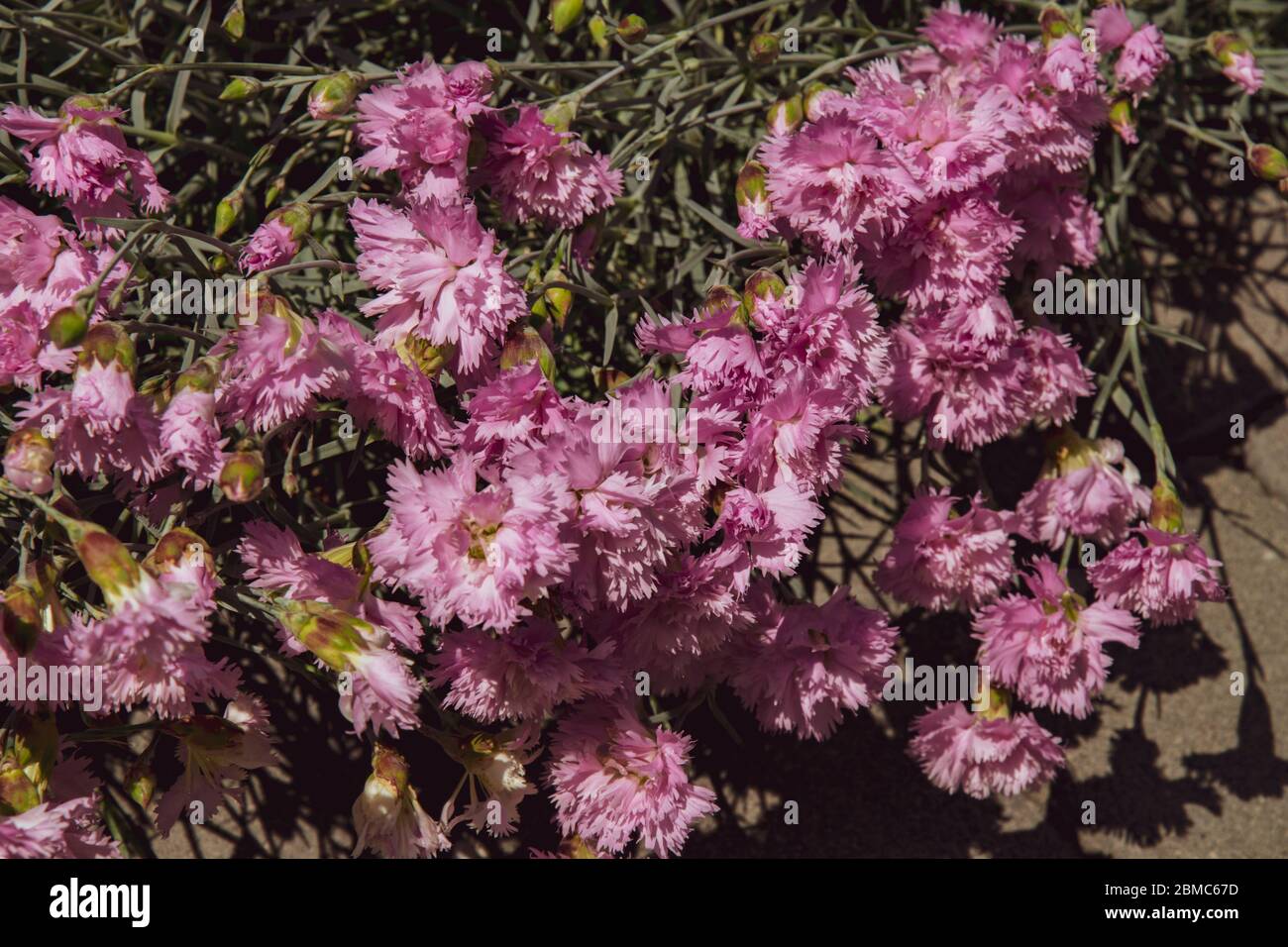 Florale Textur von rosa Nelkenbusch mit üppigen Blütenblättern von vielen Blumen und kleinen Knospen zwischen grünen Blättern. Draufsicht der blühenden Nelkenblüten auf f Stockfoto