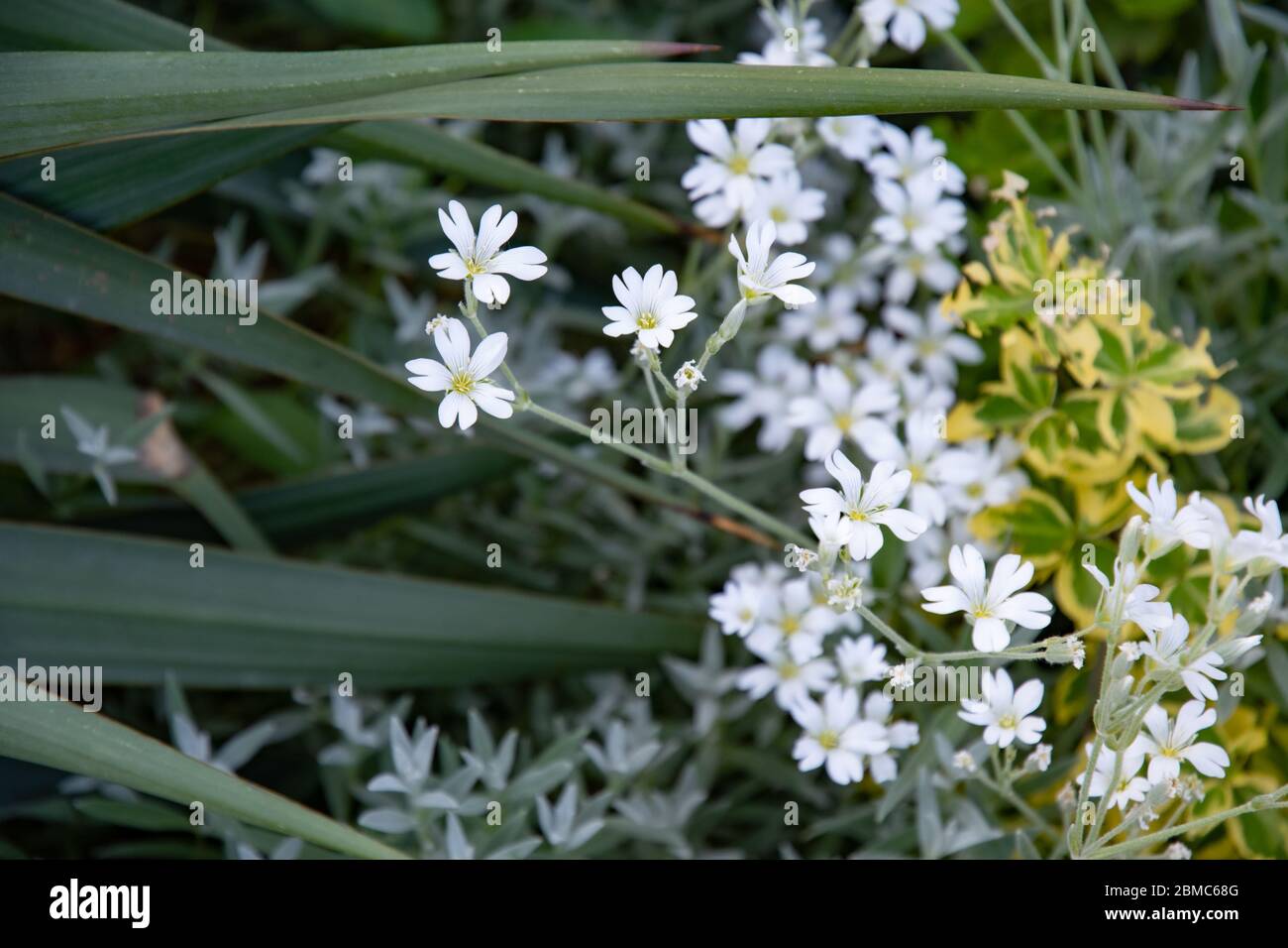 Ein Bündel von winzigen weißen Blüten inmitten üppiger, verschiedenster Blätter und Sukkulenten auf dem Blumenbeet der Alpenrutsche im Garten. Pflanzliche Textur von Gartenpflanzen und fl Stockfoto