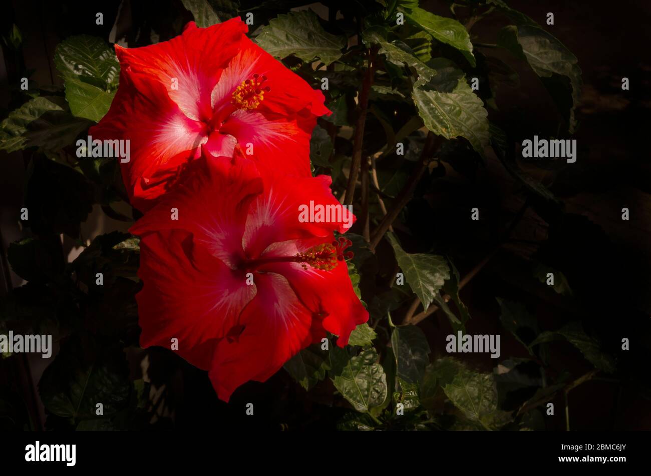 Zwei Hibiskusblüten im Sonnenlicht getaucht, die Blätter im dunklen Schatten kontrastiert Stockfoto