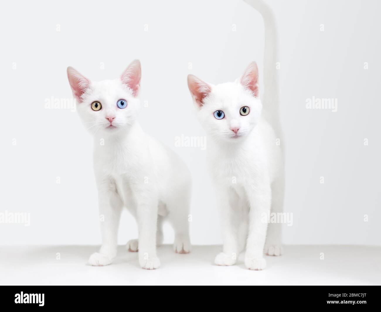 Zwei weiße Zwillingsbabys mit Heterochromie, ein blaues und ein gelbes Auge, die wie Spiegelbilder von einander aussehen Stockfoto