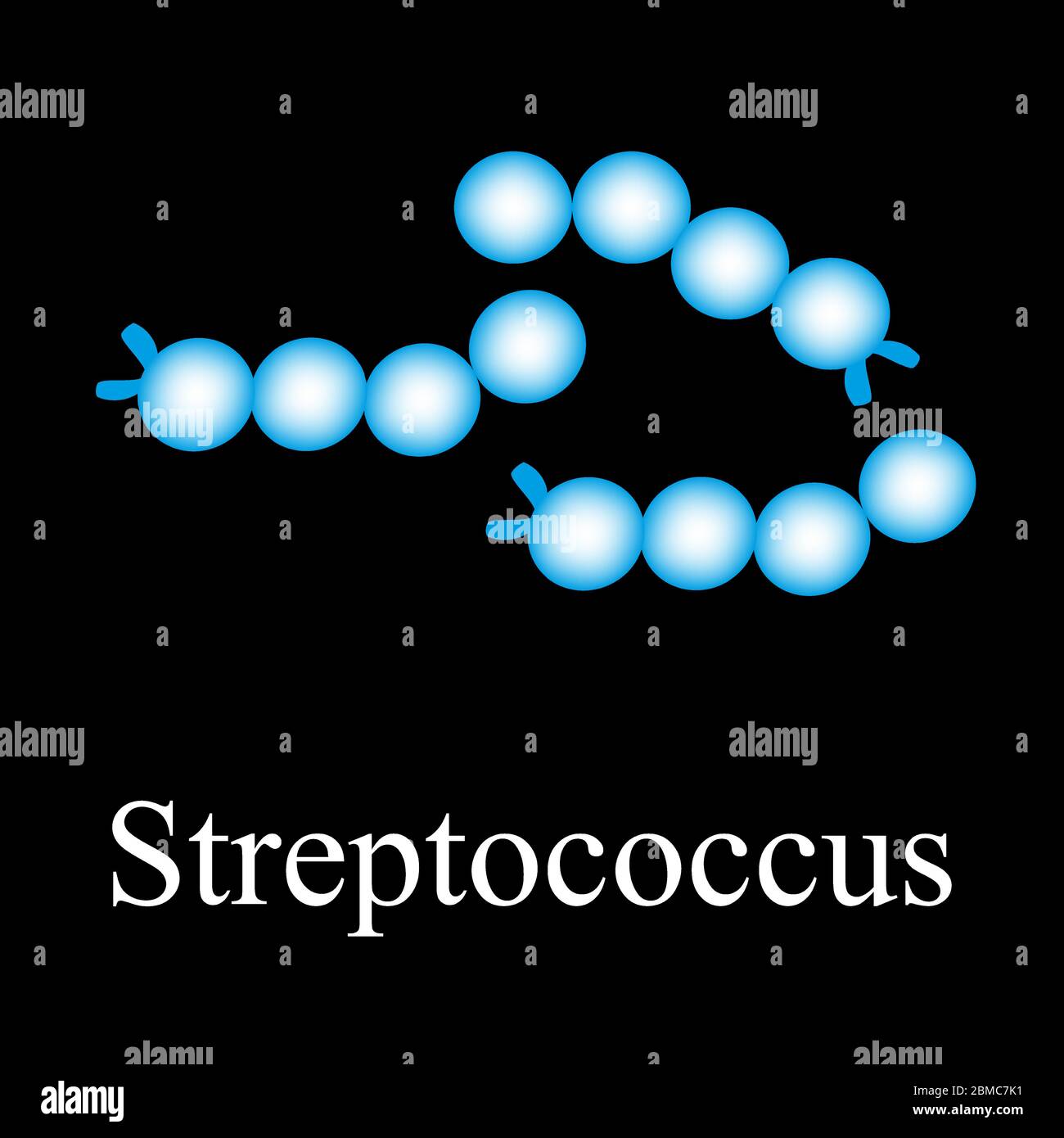 Streptococcus-Struktur. Bakterien Streptokokken. Infografiken. Vektorgrafik auf isoliertem Hintergrund. Stock Vektor