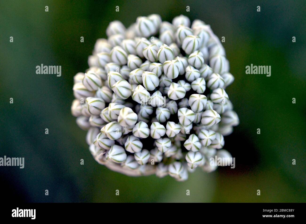 Zwiebelverschraubung Stockfoto