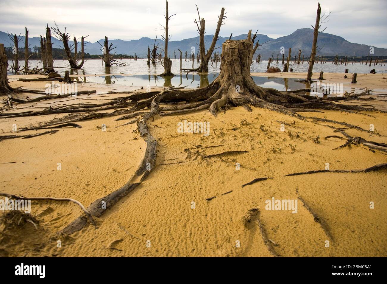 Landschaftlich schöne Aussicht mit abgestorbenen Bäumen Stockfoto