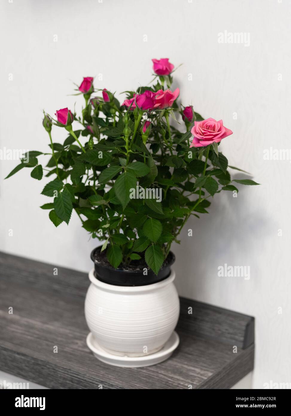 Rote Rosen in einem Keramiktopf an einer weißen Wand Hintergrund Stockfoto