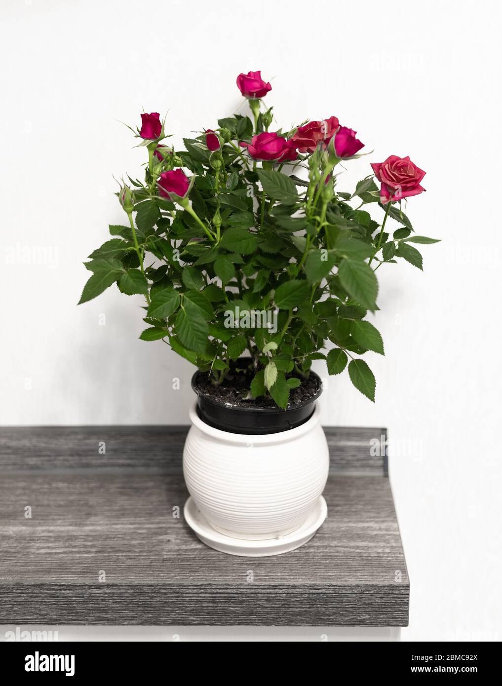 Rote Rosen in einem Keramiktopf an einer weißen Wand Hintergrund Stockfoto