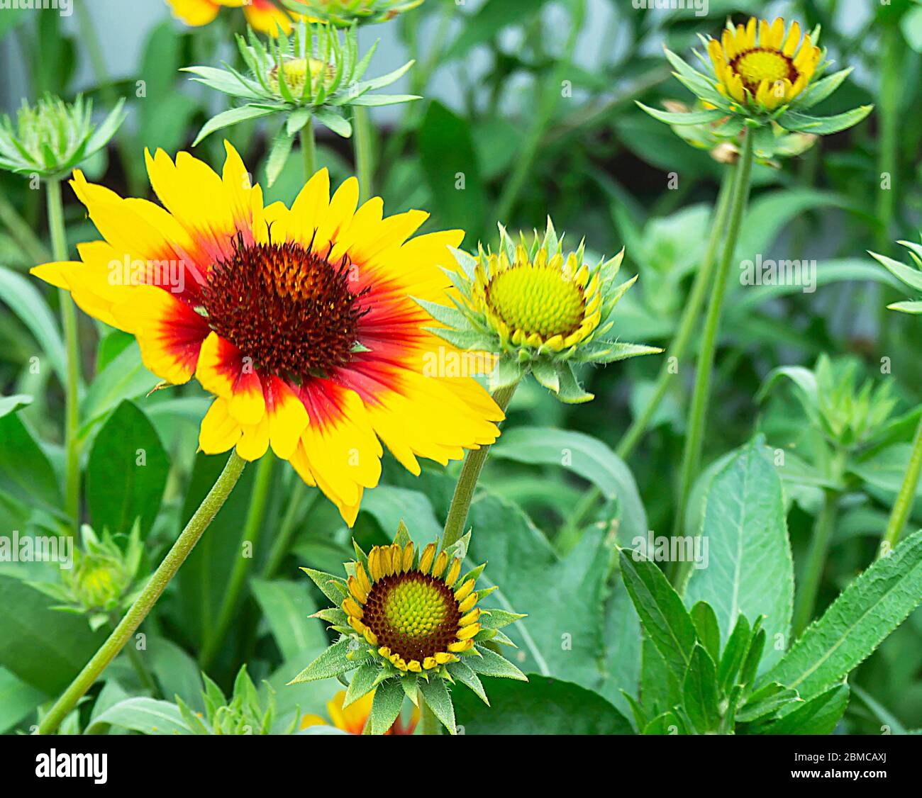 Orange flowerses auf Hintergrund grün Blatt wachsen im Garten bei Solar Tag im Sommer Stockfoto