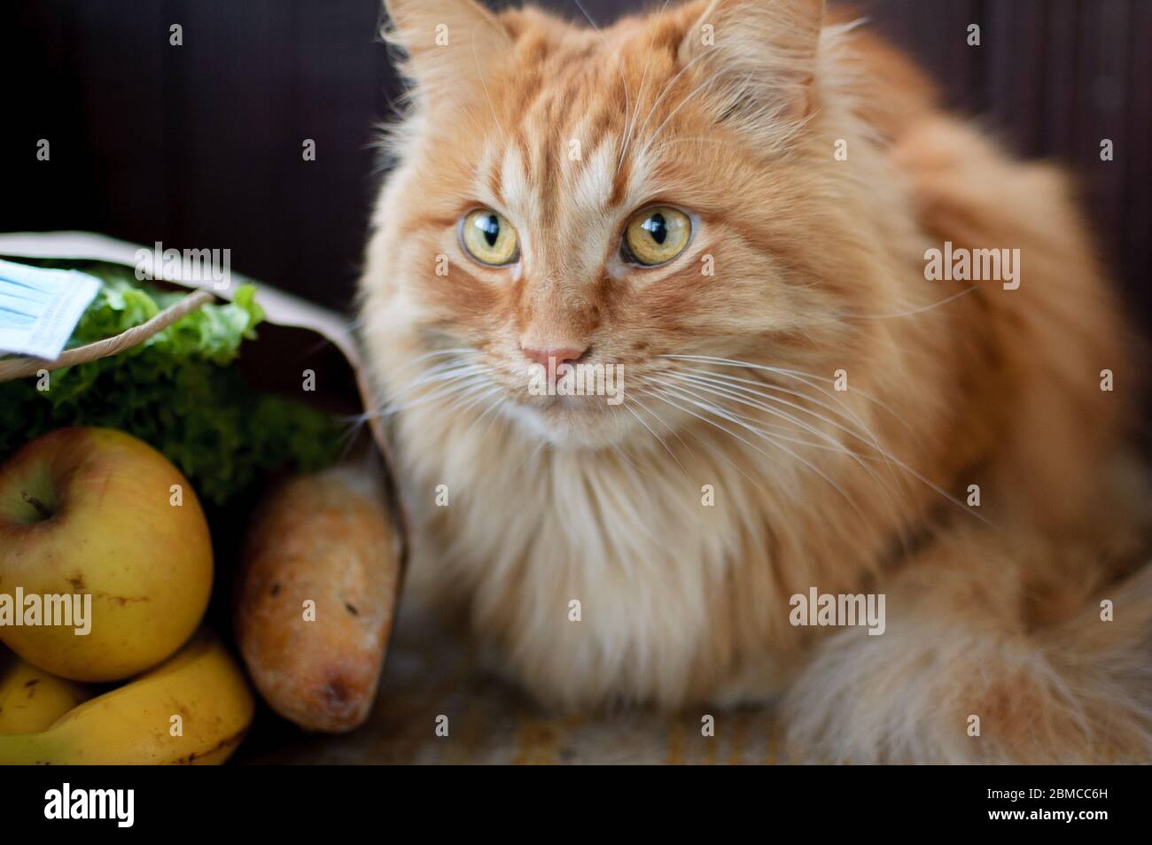 Red junge Katze sitzt auf dem Boden in der Nähe Paket mit Futter und Blick auf die Kamera auf großen Fenstern Hintergrund auf dem Balkon, Haustiere Konzept Stockfoto