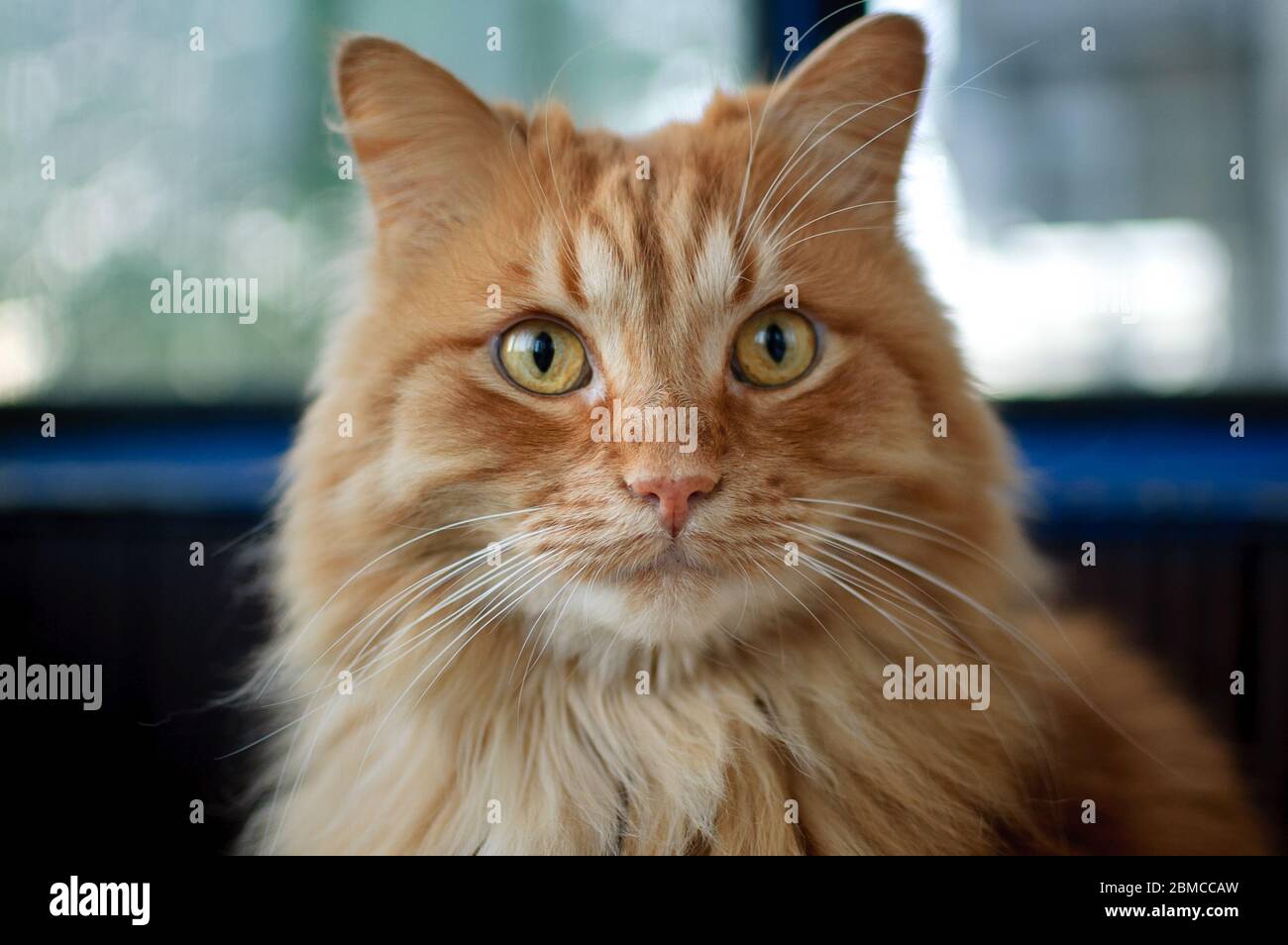 Rote junge Katze sitzt auf dem Boden und schaut auf die Kamera auf großen Fenstern Hintergrund auf dem Balkon, Haustiere Konzept Stockfoto
