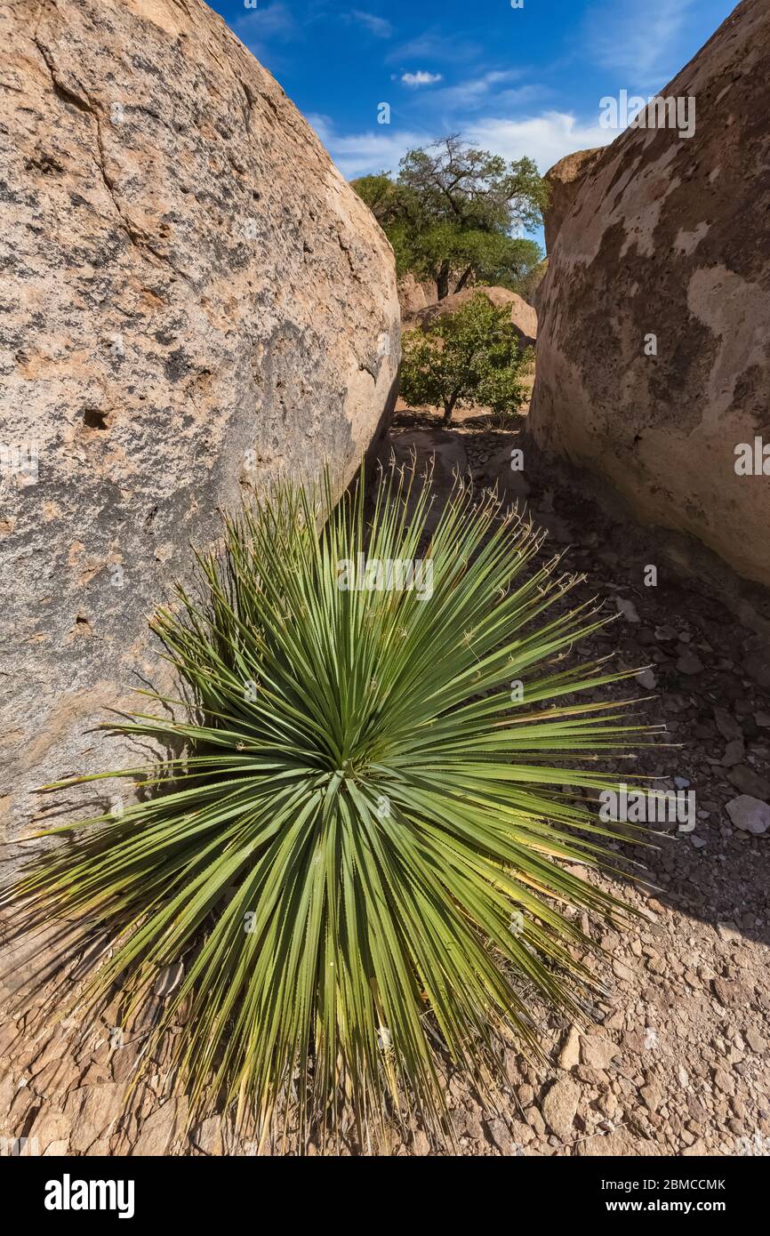 Desert Löffel, alias Sotol, Dasylirion wheeleri, wächst in den Spitzen des City of Rocks State Park, zwischen Silver City und Deming in der Chih Stockfoto