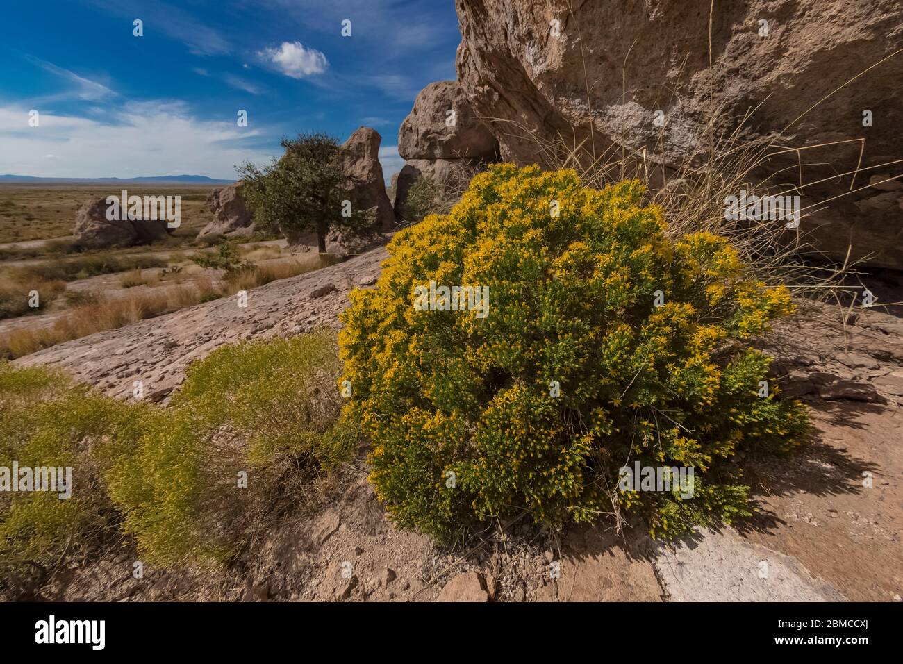 Gelb blühende Pflanze im City of Rocks State Park, zwischen Silver City und Deming in der Chihuahuan Wüste, New Mexico, USA Stockfoto