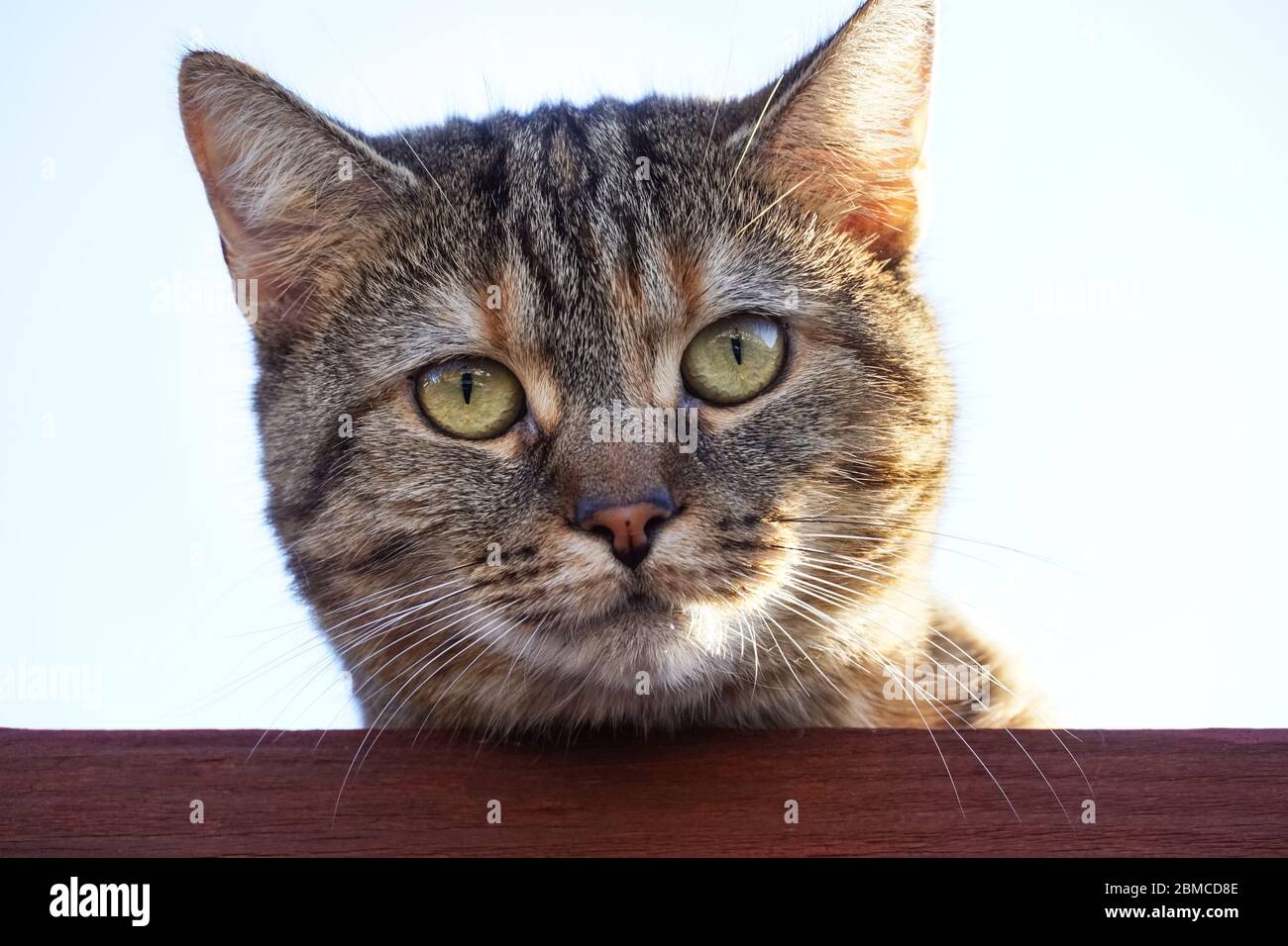 Nahaufnahme Porträt einer Katze auf der Spitze des Zauns Stockfoto