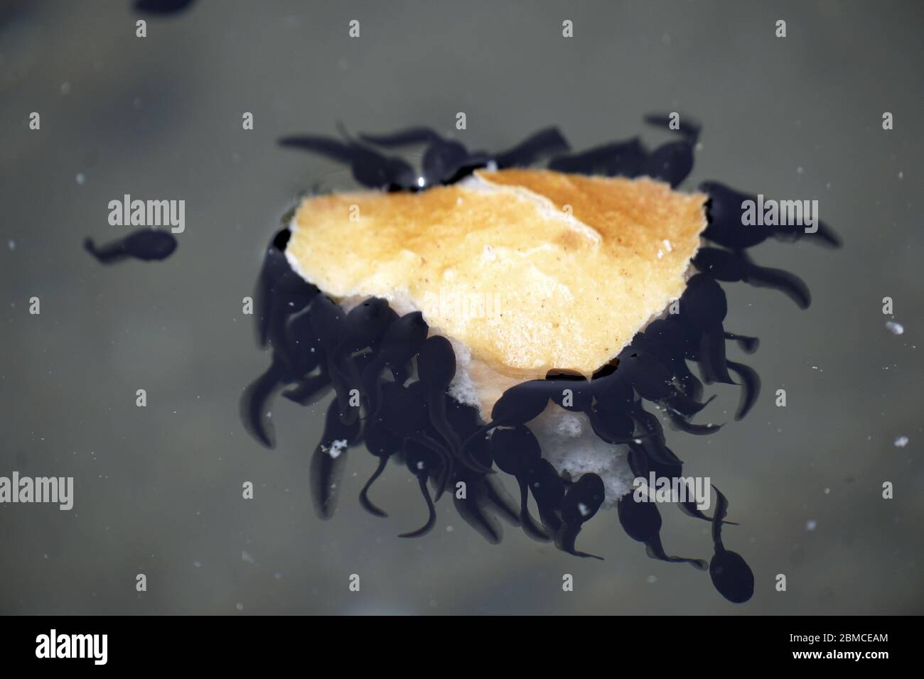 Kaulquappen essen das Stück Brot in der natürlichen Umgebung des Passer Fritz Teiches in Meran, Italien. Frühling 2020. Schönheit in der Natur. Stockfoto