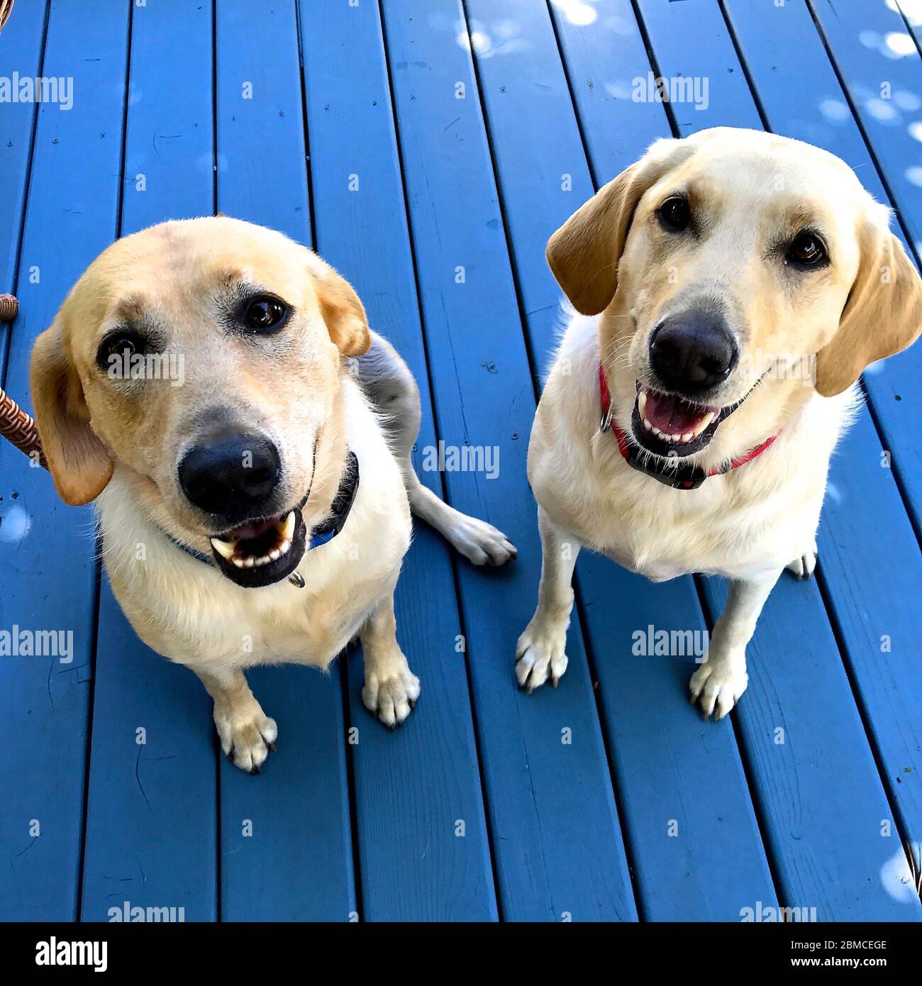 Yellow Labs: Annie und Molly Stockfoto