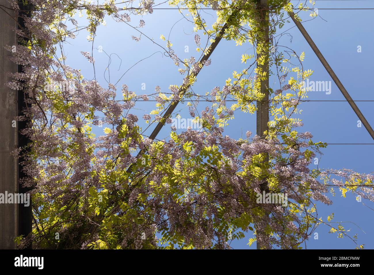 An einem sonnigen Tag und blauem Himmel hängen Glyzinienblumen über einer großen Metallkonstruktion im Industriegebiet Strijp S in Eindhoven. Rosa Blüten Stockfoto