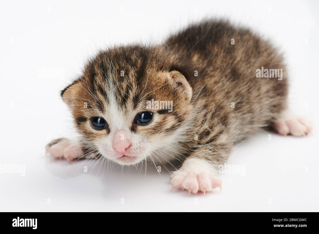 Nahaufnahme der Kitty Katze isoliert auf weißem Hintergrund Stockfoto