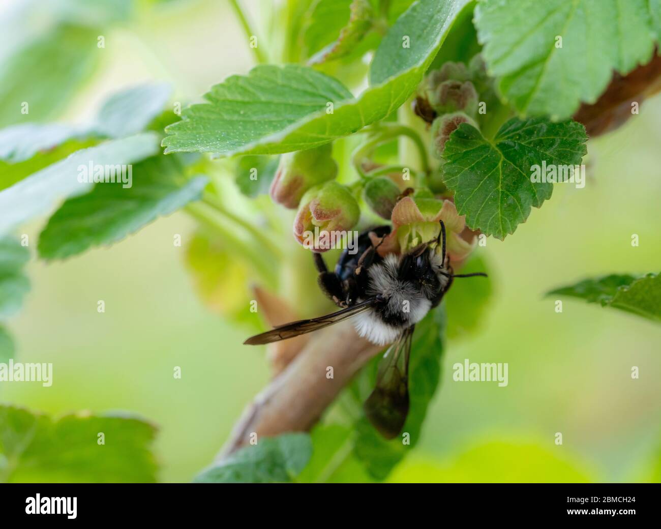Nahaufnahme der Biene auf den Blättern Stockfoto