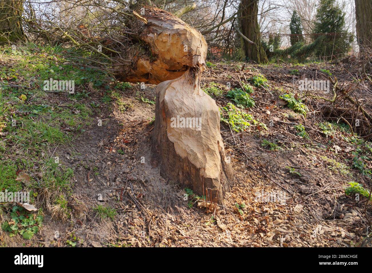 Die Wirkung der Biberfamilie auf das Flussufer. Ein gefallener Baum. Stockfoto