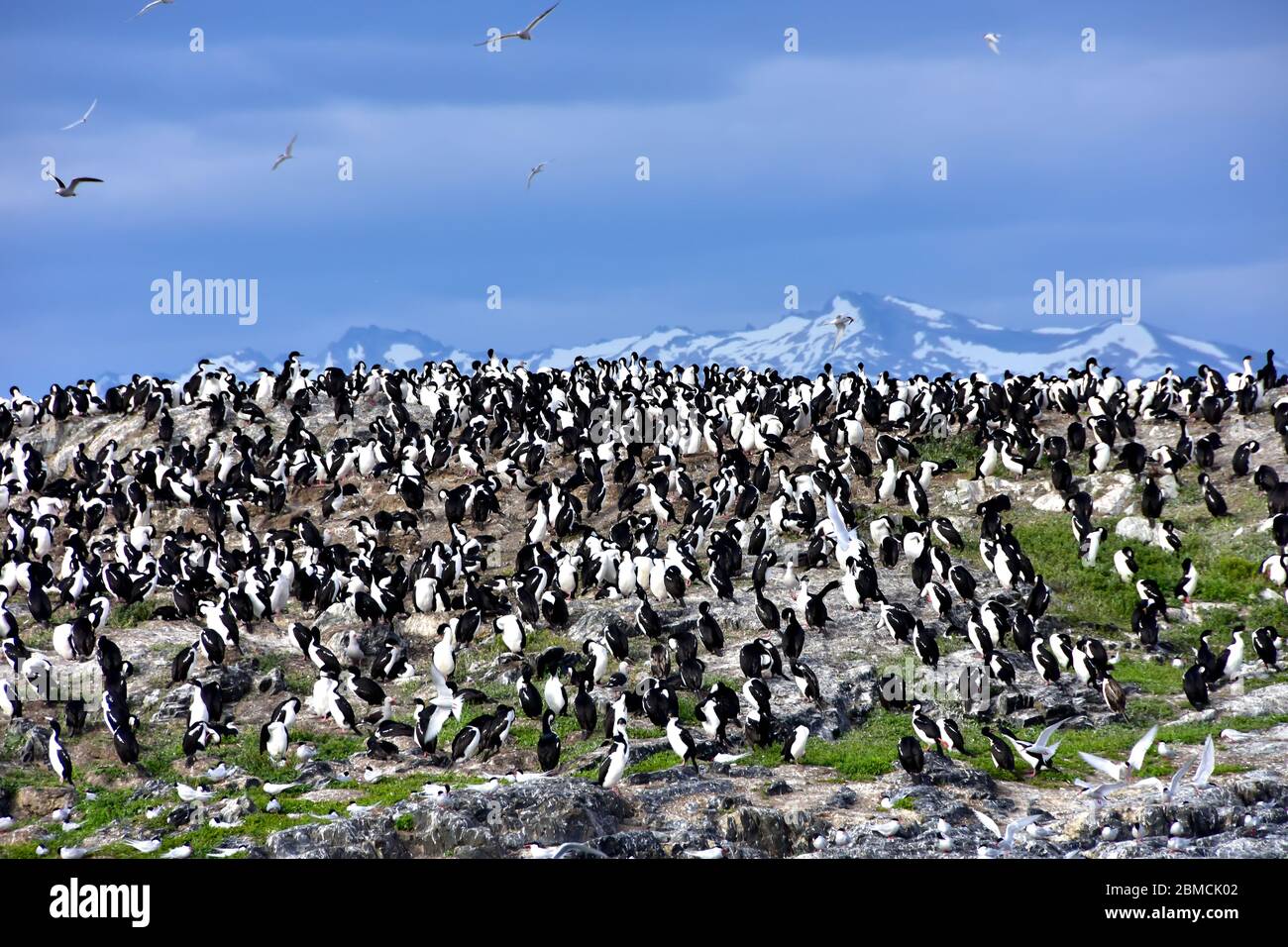 Eine Kolonie von Kaiserlichen Kormoranen auf einer Insel im Beagle Kanal bei Ushuaia, Argentinien Stockfoto