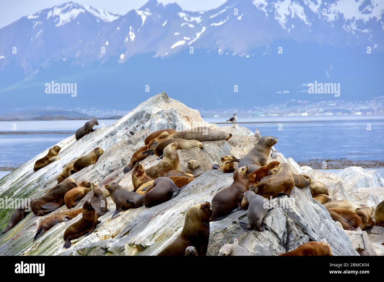 Eine große Kolonie von Seelöwen auf Robbenlöweninseln im Beagle-Kanal, nahe Ushuaia, Argentinien. Stockfoto