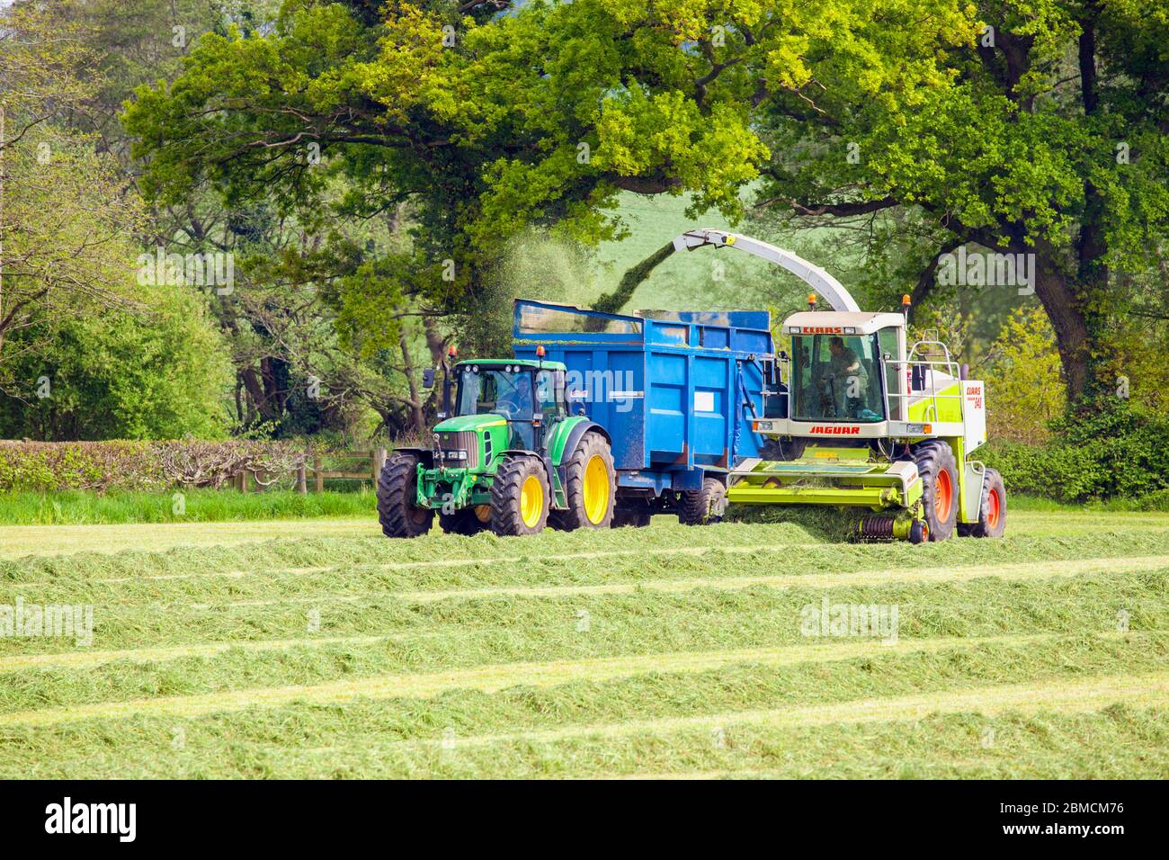 Landwirt sammelt Gras für Silage in der Cheshire Landschaft Ackerland fahren einen grünen John Deere Traktor und einen Claas Jaguar 840 Erntemaschine Stockfoto